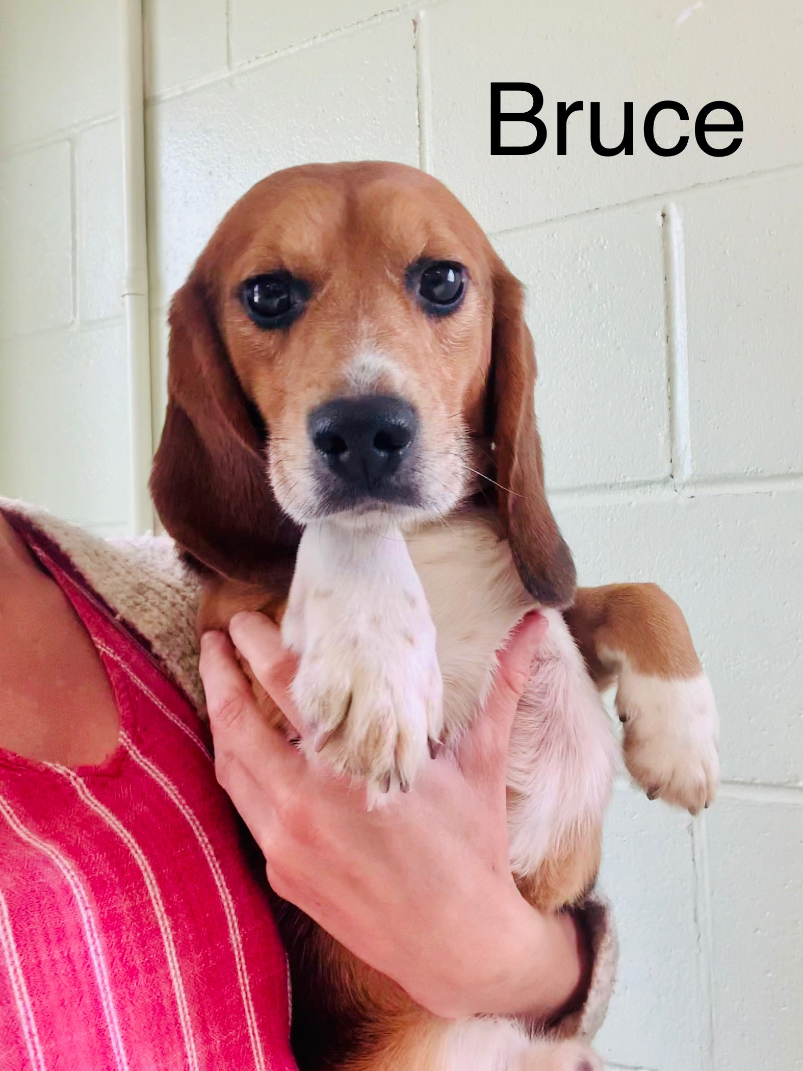 Bruce